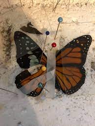 Ahh, nothing like catching a few rays. Woman Gives Butterfly A Wing Transplant To Help It Fly Again Https Ift Tt 359ekp1 Creative As Many