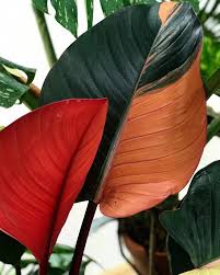 The Colors On This Variegated Philodendron Red Congo Are Unreal Not Sure If Or When These May Be Available Possibly Lat Variegated Plants Plants Leafy Plants