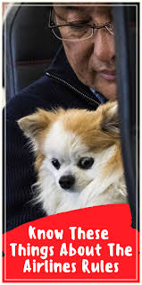 Travelling With An Emotional Support Dog Via Flight In 2020 Emotional Support Dog Emotional Support Animal Emotional Support