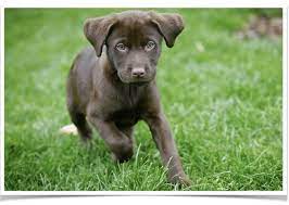 Maybe you would like to learn more about one of these? Labrador Puppies