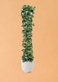 Image result for Cissus rotundifolia