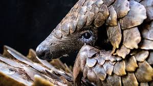 When the ants swarm, the scales protect the pangolin from bites, and the ability to close off its nose and ears, as well as thick eyelids, help it deal with its stinging snack. Reversing The Persecution Of Pangolins Investec