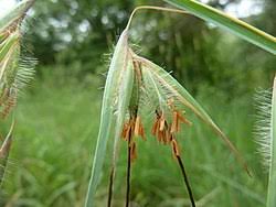 Image result for Themeda triandra