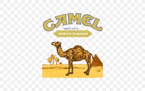 The suit was plunging showing off her chest that had layers of necklaces. T Shirt Joe Camel Dromedary Cigarette Png 518x518px Tshirt Arabian Camel British American Tobacco Camel Camel