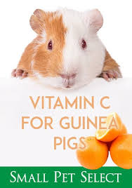 Pin On Guinea Pigs