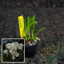 Image result for Polystachya virginea