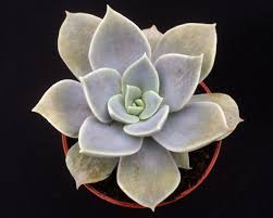 It works great in containers, or a unique arrangement. Echeveria Carnicolor F Etricina Surreal Succulents