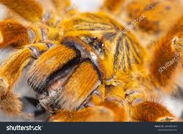 Image result for Pycreus muricatus