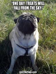 One Day Treats Will Fall From The Sky Pugs Funny Cute Pugs Pug Memes