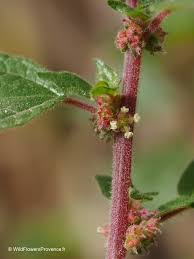 Image result for Parietaria