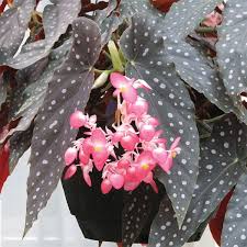 Image result for Begonia clypeifolia