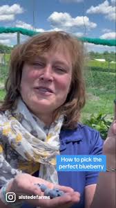 How to Pick Blueberry Quickly
