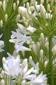 Agapanthus good for wedding bouquets. Agapanthus Bridal Bouquet Fairweathers Garden Centre