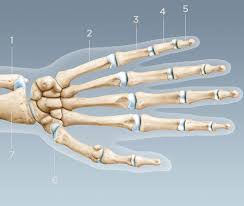 Wie die finger aussehen, in verschiedenen positionen, wie linien anzeigen und ändern, wie bestimmte details sind abhängig von. Hand Handgelenk Hirslanden