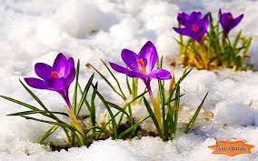 Pin By Lovin Lilacs On Flower In The Snow Crocus Schwertlilien Gewaechs In The Germany Moutaint Crocus Flower Crocus Spring Desktop Wallpaper
