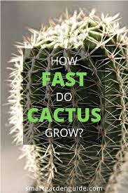 Cactus Care Tips And How To Grow Cactus At Smartgardenguide Com Cactus Care How To Grow Cactus Smart Garden