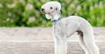 18 Best Hypoallergenic Dog Breeds If You Have Allergies ...