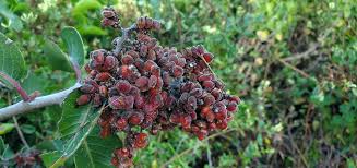 Image result for Anacardiaceae