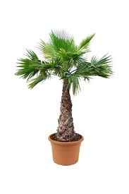 Image result for Washingtonia robusta