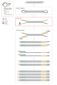 Applications Of User And Thermolabile User Ii Enzymes Neb