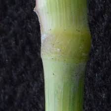 Image result for Perotis patens