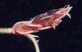 Image result for Bulbostylis ugandensis