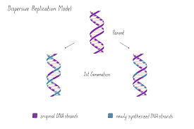 Select from premium dna replication model of the highest quality. How Dna Replicates Matthew Meselson Franklin W Stahl Genetics How Dna Replicates
