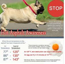Summer Pet Tips Hot Asphalt And Your Dog