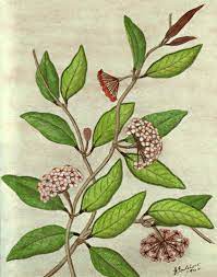 Pin On Botanical Drawings