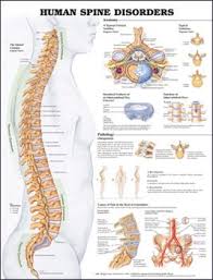 Jun 19, 2021 · there are plenty of printable ring size charts and tools that you can use to measure your finger or a ring you already own. Human Spine Disorders Anatomical Chart