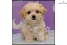 The mix of maltese and poodle usually produces a lively, playful dog devoted to its family. Puppy Id 764 Maltipoo Puppy Puppies Maltipoo