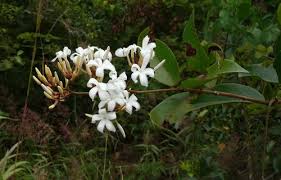 Image result for Ancylobothrys amoena