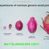 How to grow a cactus plant how to grow cactus from seed. 1