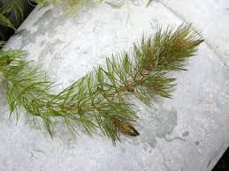 Image result for Ceratophyllum muricatum