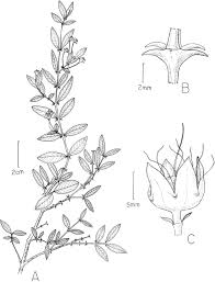 Image result for Hionanthera