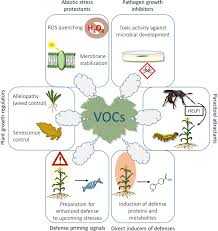 Heavily dependent on preventive measures rather than curative practices. Frontiers Exploiting Plant Volatile Organic Compounds Vocs In Agriculture To Improve Sustainable Defense Strategies And Productivity Of Crops Plant Science