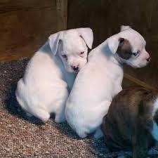 Spencer's shady grove kennel is located in the beautiful shady grove neighborhood, just outside of cabool, missouri. Aca Boxer Puppies For Sale In Grovespring Missouri Classified Americanlisted Com