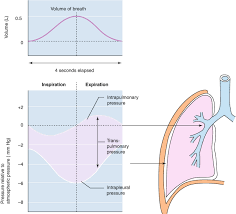 Image result for Intrapleural Anesthesia