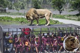 Tuvimos que mantener los cuidados. Leones Caminan Sobre Los Visitantes En Safari Chileno Gente Entretenimiento El Universo
