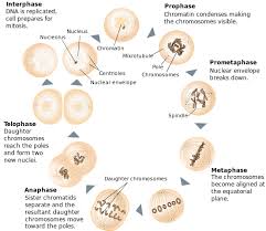Spindle degenerates at the time of cytokinesis. A Cell With 80 Chromosomes Undergoes Mitosis How Many Chromosomes Are Found In The Daughter Cells How Many Daughter Cells Are Produced Are The Daughter Cells Identical To One Another Or Different