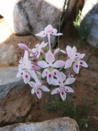 Image result for Lapeirousia littoralis