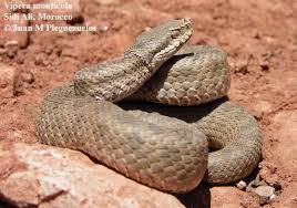 Image result for Subularia monticola