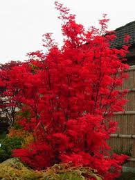 Facherahorns Besen Acer Palmatum S Br Japanese Garden Shade Garden Plants Acer Palmatum