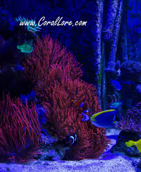 Our dedicated anemone grow out tank is full of natural split rose bubble nems pinks, speckles, greens, rainbow, speckles starting at $80 and discounts for mu. Red Rose Bubble Tip Anemone