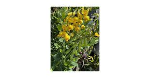 Image result for Crotalaria vasculosa