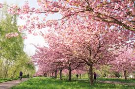 They are also known as japanese cherry and sakura. Cherry Blossoms In Germany