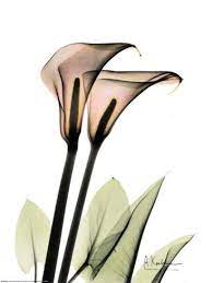 Favorite Flower Raio X Arte Quadros Decorativos Com Frases Gravuras Para Quadros