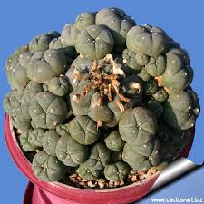 Image result for Loxodera caespitosa