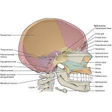 Nasal Bones Lateral View Radiology Reference Article Radiopaedia Org