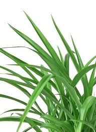 Image result for Chlorophytum silvaticum